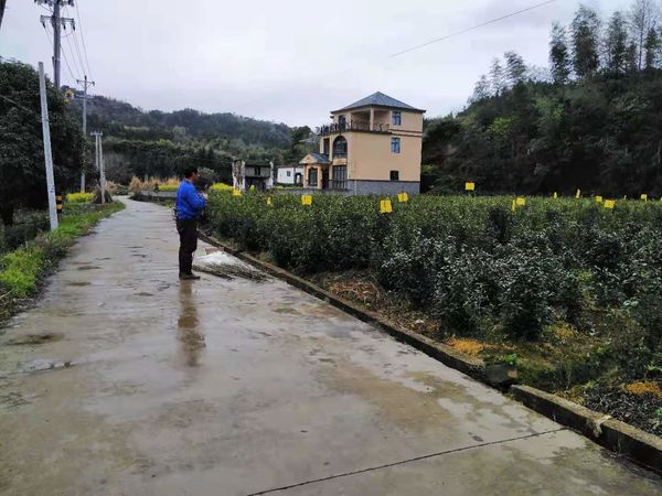 新安镇做好茶园病虫害绿色防控工作