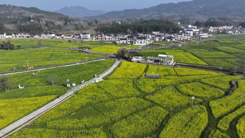 一方春色惹人醉 油菜花海迎客来