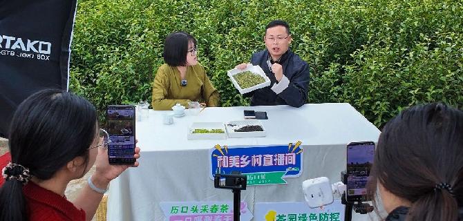 和美乡村直播间 定格春茶第一口鲜