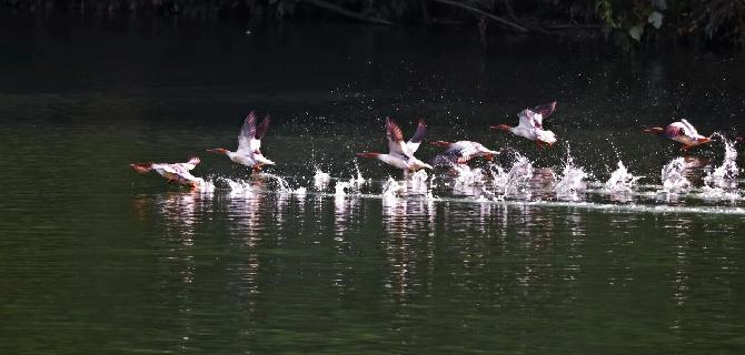 “国宝”中华秋沙鸭“做客”祁门