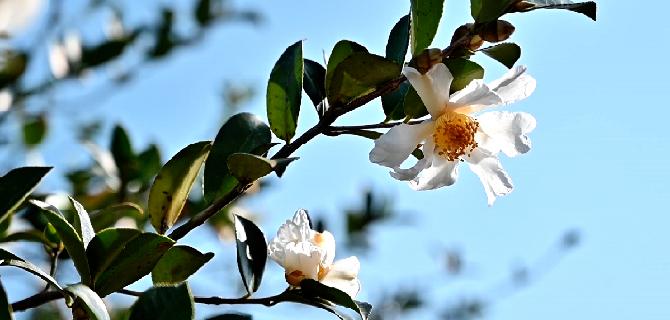 油茶花开扮靓祁门初冬