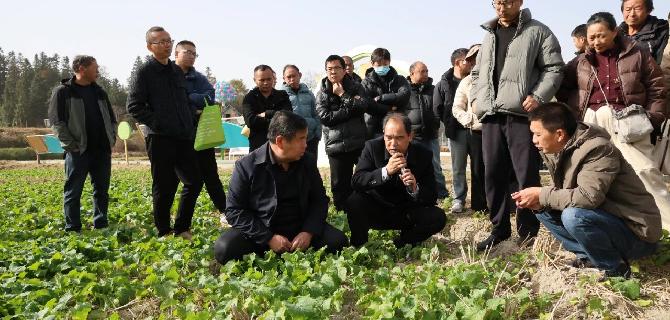 全市油菜“强田管促壮苗”农技行动现场会在我县举行